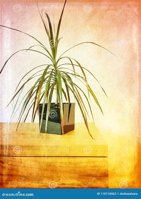 The Madagascar Dragon Tree Royalty-Free Stock Image | CartoonDealer.com