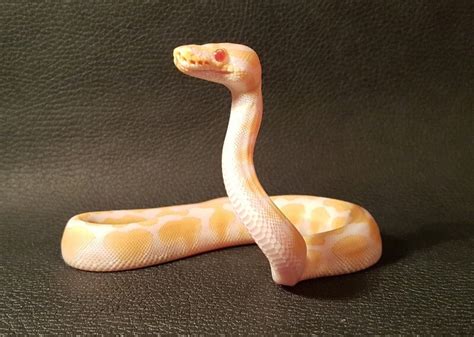 Stunning Ball Python Morphs Our Favorite Types