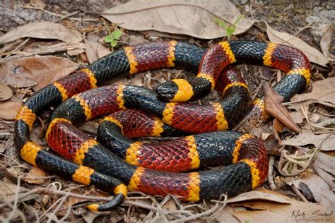 Eastern Coral Snake | Coral snake, Snake, Pit viper