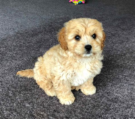 Cavachon Dog Breeders NZ | Cavachon Puppies for Sale