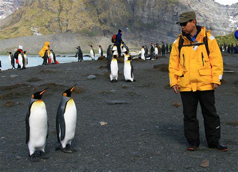 G&G Calls for Action Over Endangered Emperor Penguins - RTM World