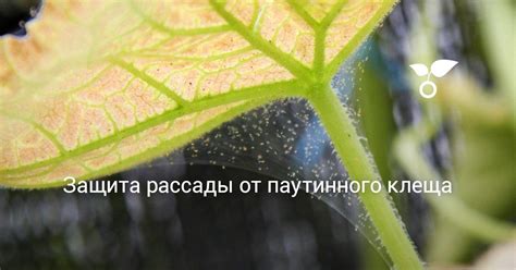 Защита рассады от паутинного клеща | Растения, Цветоводство, Паутина