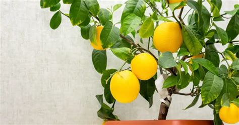 Comment Faire Pousser Et Entretenir Un Citronnier En Pot Le Guide