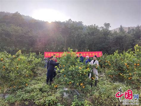 云南富宁：暖锋计划助力乡村振兴 高顿教育砂糖橘项目结硕果中国网