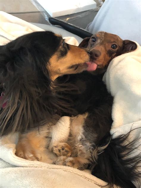 They constantly lick each other’s mouths simultaneously : r