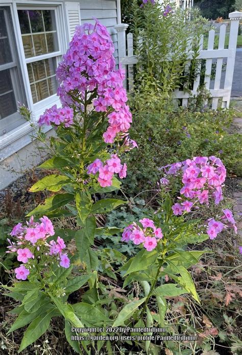 Photo Of The Entire Plant Of Tall Phlox Phlox Paniculata Posted By