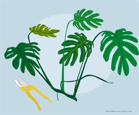 How To Propagate Philodendron Selloum Step By Step All In Gardening