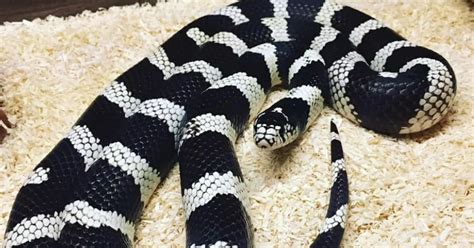 Horny Snake Elvis Escapes Southside Home In Search Of A Mate Glasgow Live