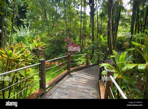 Boardwalk through Hawaii Tropical Botanical Gardens Near Hilo Big ...