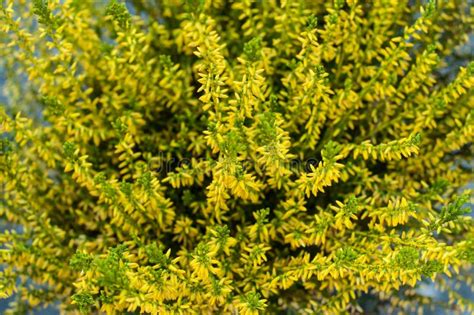 4281 Yellow Heather Photos Free And Royalty Free Stock Photos From