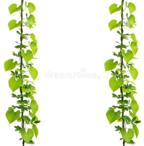 Green Ivy Plant Stock Image Image Of Liana Beautiful 59000537