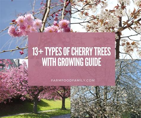 13+ Different Types Of Cherry Trees With Pictures and Growing Guide