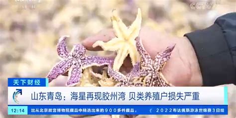 胶州湾海星卷土重来！当地海洋主管部门采取多种措施应对海星灾害手机新浪网