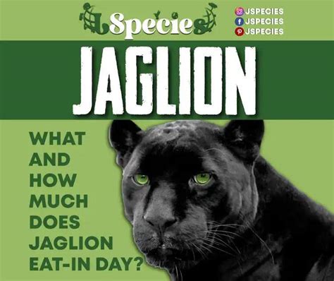 What And How Much Does Jaglion Eat-In Day?