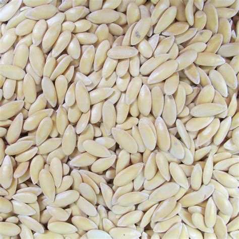 Cantaloupe Iroquois St Clare Heirloom Seeds