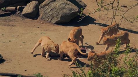 Klötze Mann bei Sex mit Pferd gefilmt Polizei jagt Tierquäler
