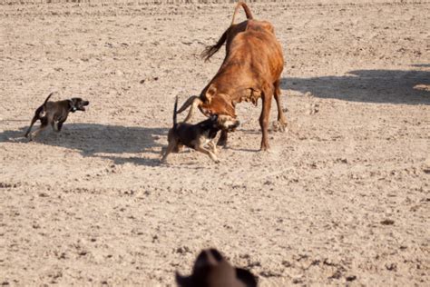 Working Cattle Dogs Stock Photo - Download Image Now - Agricultural Field, Agriculture, American ...