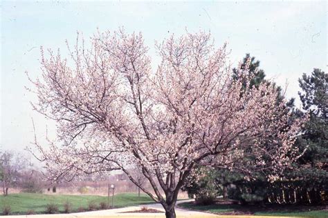 Manchurian Apricot Prunus Mandshurica