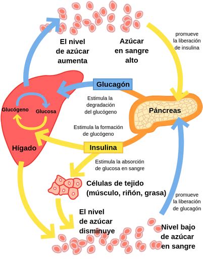 Regulación de los niveles de glucosa en sangre Labster