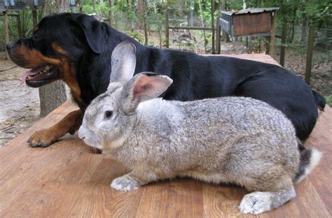 Do Giant Rabbits Make Great Pets How Long Do They Live