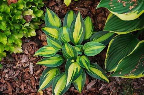 12 Types of Variegated Hosta to Plant in Your Yard