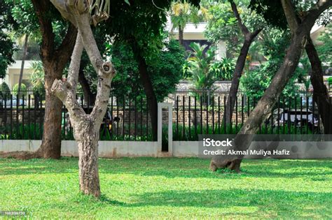 grass   side   road   tree  lapangan banteng park