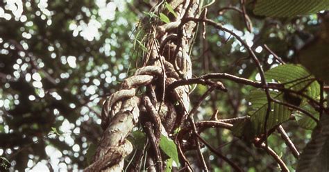 Natural Climate Solutions: Freeing Trees from Woody Vines | TNC