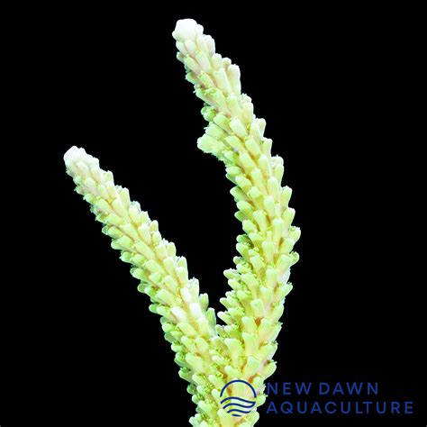 Neon Green Stag Acropora New Dawn Aquaculture