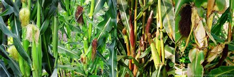 Kolorowa kukurydza 'Glass Gem' | BEZ-OGRÓDEK | blog ogrodniczy