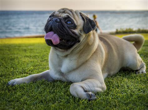 Safety for Flat-Faced Pets | Ten West Bird & Animal Hospital