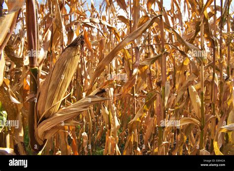 Ripe Corn On The Field Ready For Harvesting Stock Photo Alamy