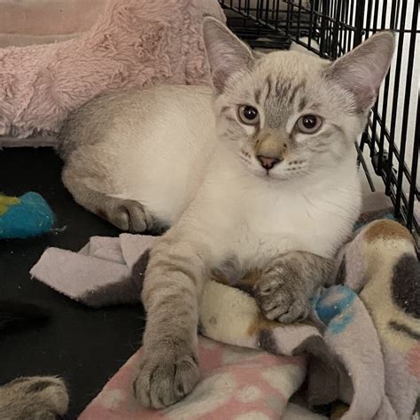 Cats for Adoption in Stockton, California | Alpha Paw