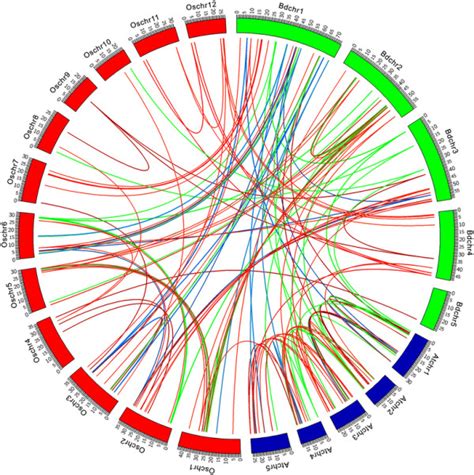 Genomic map of MAPK cascade kinase genes synteny among B. distachyon ...