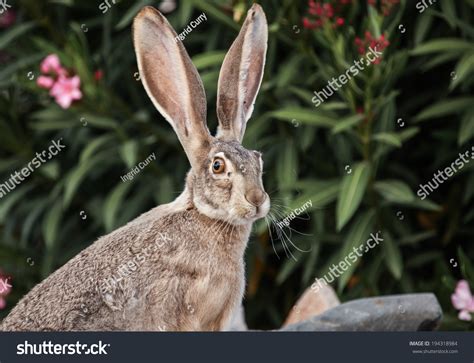 Closeup Of Wild Jackrabbit Near Shrub In Garden Of Desert Southwest Usa ...