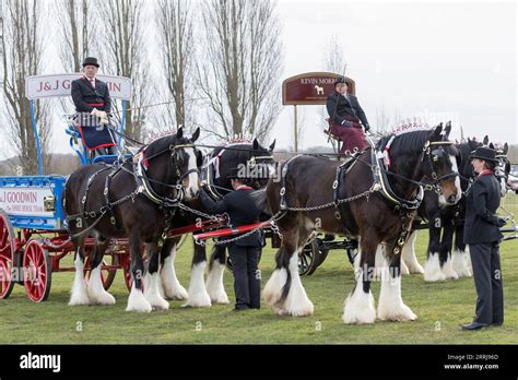 National Shire Horse Show Shire Horse Society Staffordshire England