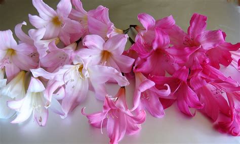 Naked Lady Flowers Tikorangi The Jury Garden