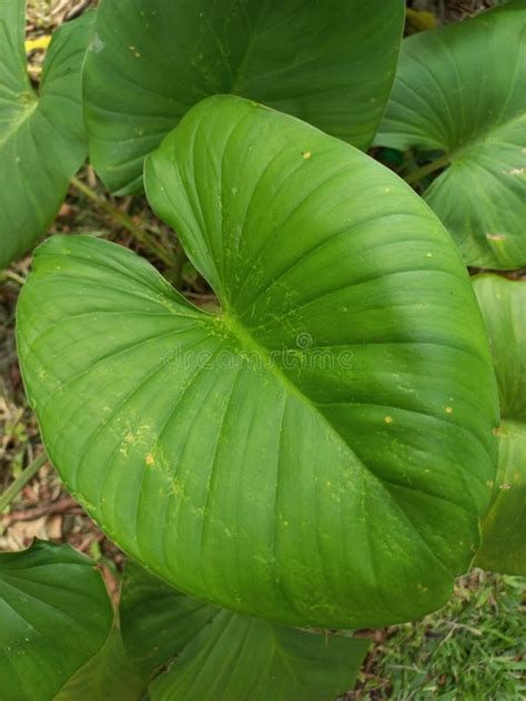 large green leave stock image image  large garden