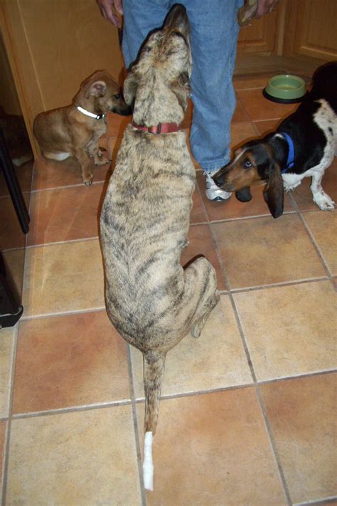 Keeping Up With Kate Happy Tail Syndrome