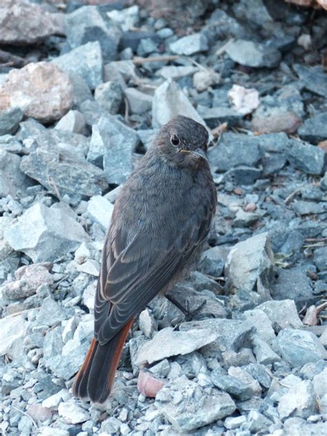 Images Gratuites La Nature Branche Oiseau Aile Faune Le Bec