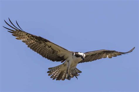 11 Birds That Look Like Bald Eagles: An In-depth Look