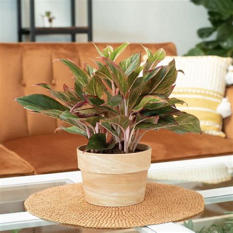 25 Best Office Plants That Need Low-Maintenance Care
