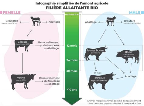 La Filière Bovins Viandes Bio Une Diversité Danimaux Et Une Segmentation Importante Des Marchés