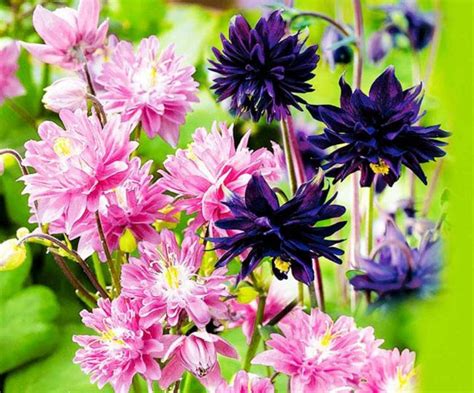 Купить Аквилегия Пинк Барлоу в Москве и РФ. Описание сорта. Пункты ...