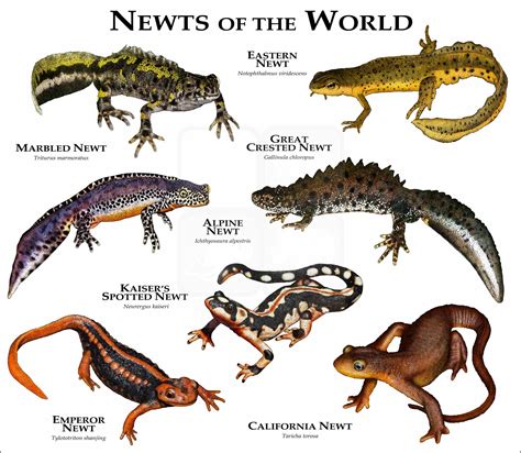 salamanders newts page    image gallery