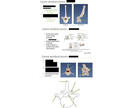 Canine Vertebral Column Quiz