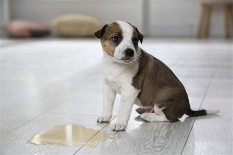 How To Remove Pet Urine Odor From Laminate Floors Floor Roma