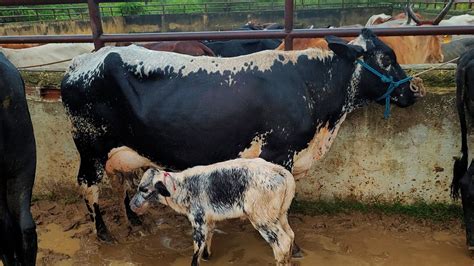 VACA DANDO LEITE FEIRA DE GADO EM CACHOEIRINHA PE MUITA LAMA HOJE