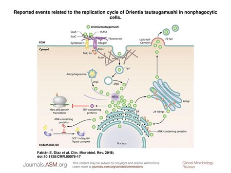 Reported Events Related To The Replication Cycle Of Orientia