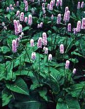 Горец змеиный (Раковые шейки) (Polygonum bistorta L.), лекарственные травы