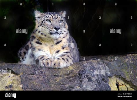 Snow Leopard Ouncemarwell Zoo Near Winchester Hants Pic Mike